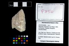 Foto (Objekt + Etikett) von Pithonoton marginatum (von Meyer, 1842)  (NHMW-GEO-2014-0194-0850)